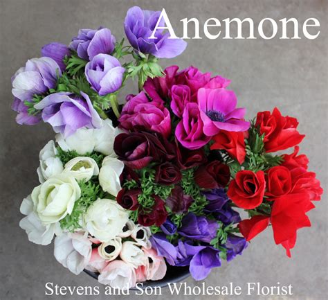 Fresh Flowers Stevens And Son Wholesale Florist