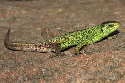 British Reptiles List Pictures And Facts Includes Every Reptile In The Uk