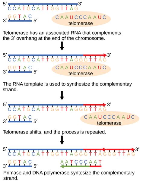 Why Are Telomeres A Necessary Component Of Linear Chromosomes?