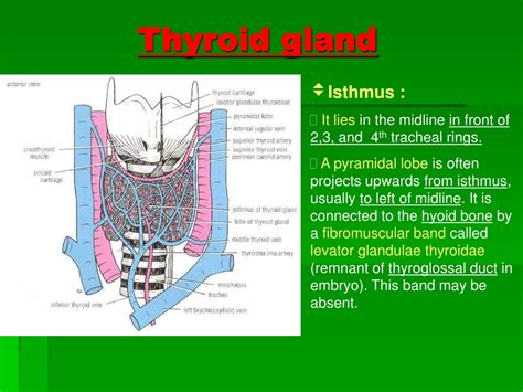 Ppt Thyroid Gland Powerpoint Presentation Free Download Id9653933