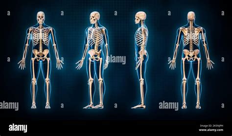 Accurate Human Skeletal System 3d Rendering Illustration Anterior