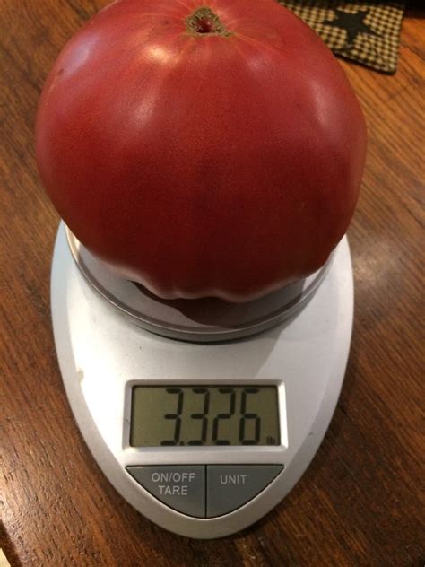 Big Zac World Record Largest Heirloom Tomato Premium Seed Packet