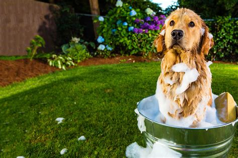 As long as your puppy has healthy skin and fur, the baby shampoo should be completely safe. How to Bathe a Dog Outside - Wag!