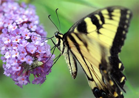 Garden Qanda Butterfly Bushes Are Invasive But Some