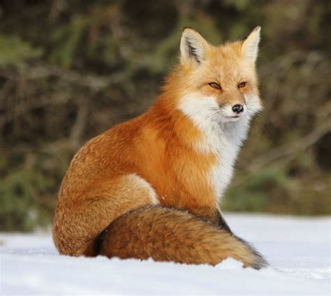 The Beauty Of Wildlife Fox Fox Pictures Animals Beautiful