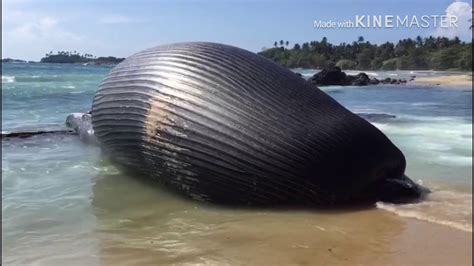 Dead Body Of Blue Whale 20200103 South Asia Srilanka Southern Province Nilwella Youtube