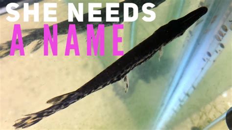 Help Us Name Our New Pet Alligator Gar Youtube