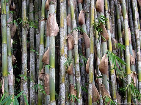 Dulu bambu banyak digunakan untuk bahan bangunan, namun seiring berkembangnya teknologi, banyak yang beralih ke bahan lain seperti kaca. Desain Pagar Bambu Pendek, Solusi Pagar Rumah yang Cantik ...