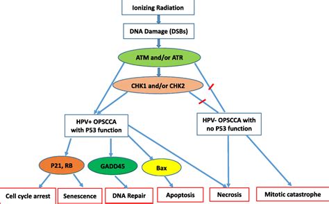 The Molecular Mechanisms Of Increased Radiosensitivity Of Hpv Positive