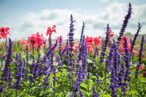 Eight Beautiful Drought Tolerant Plants Landscape Ontario