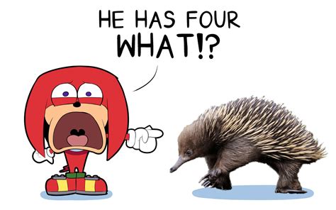 Knuckles Learns Too Much About Real Echidnas Sonic The Hedgehog Know Your Meme
