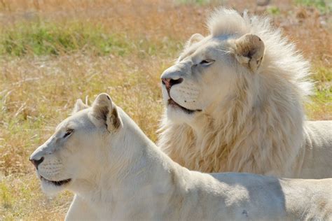 Up to 10 feet long and 4 feet high for males and up to 6 feet long and 3.6 feet for. White Lion Animal Facts