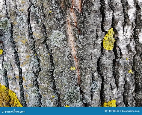 Beautiful Texture Of Tree Bark With Moss And Mold Stock Photo Image