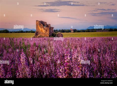 Provence Lavender Field At Sunset Valensole Plateau Provence France