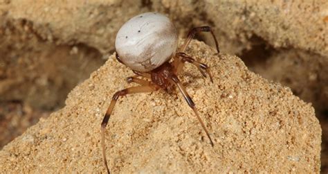White Widow Spider Identification Facts And Pictures Beyond The Treat