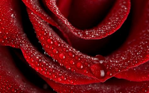 A Beautiful Red Rose Wallpapers Download Hd Wallpapers