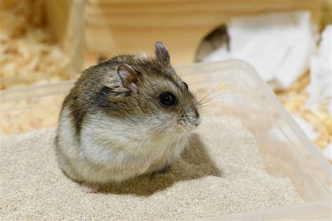 The Pros And Cons Of Hamsters As Pets Hamster Spruce