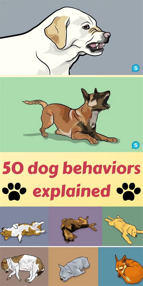 50 Various Dog Behaviors And What They Mean When They Do Them Dog