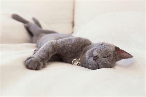 Here And Meow What Cats Can Teach Us About Sleep Huffpost