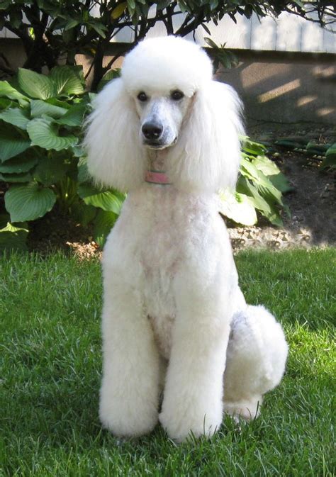 But side by side, you will be getting some beautiful pictures of poodle puppies for your picture collection. 32 Very Beautiful White Poodle Dog Photos And Pictures