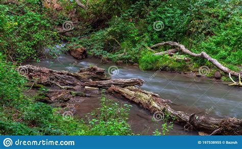 Small River In A Dense Green Forest Stock Image Image Of Fresh Calm