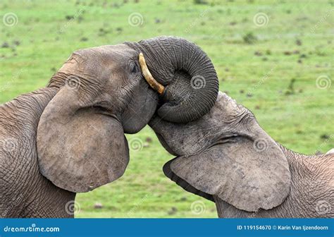 Two Elephants Being Affectionate Trunks Intertwined Stock Photo Image
