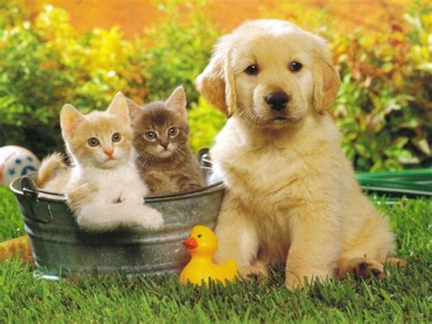 Check spelling or type a new query. Cute Pictures of Puppies and Kittens Together