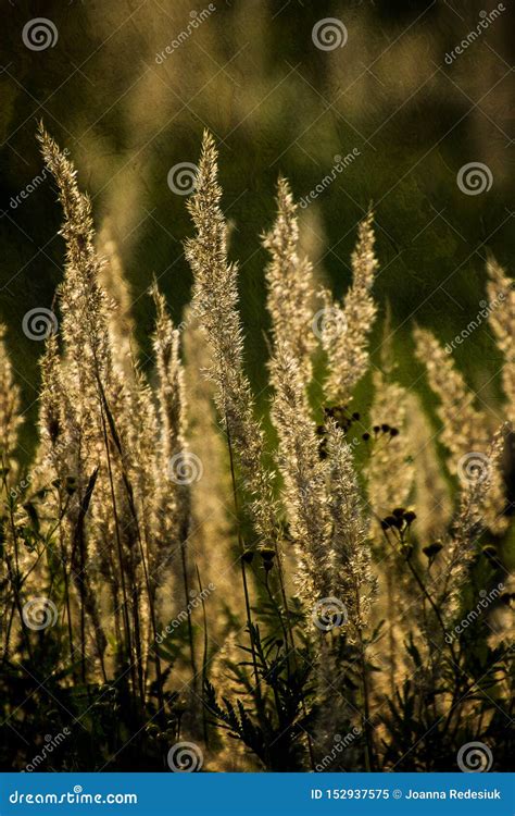 Summer Yellow Grass In The Warm Evening Sun On The Meadow Stock Image
