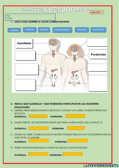 El Sistema Endocrino Worksheet