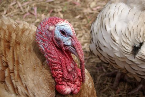Turkeys Today Are Bigger And Sicker Than They Were In The 1930s