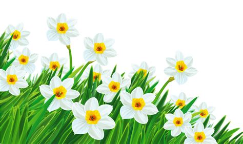 Free Daffodil Clip Art Download Free Daffodil Clip Art Png Images