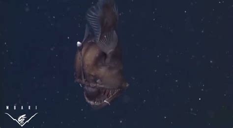 Extremely Rare ‘black Seadevil Anglerfish Caught On Film In Monterey