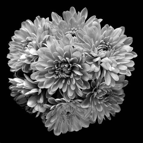 Classic Black And White Flowers Art Photo Web Studio