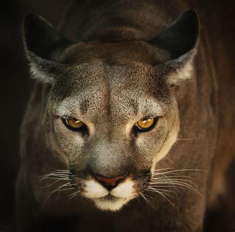 In A Tragic Wildlife Development The Majestic Eastern Puma Has Been