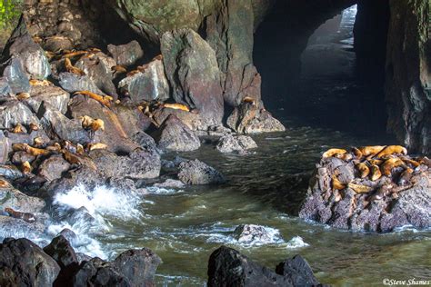 Sea Lion Caves Sea Lion Caves Oregon Coast Steve Shames Photo Gallery