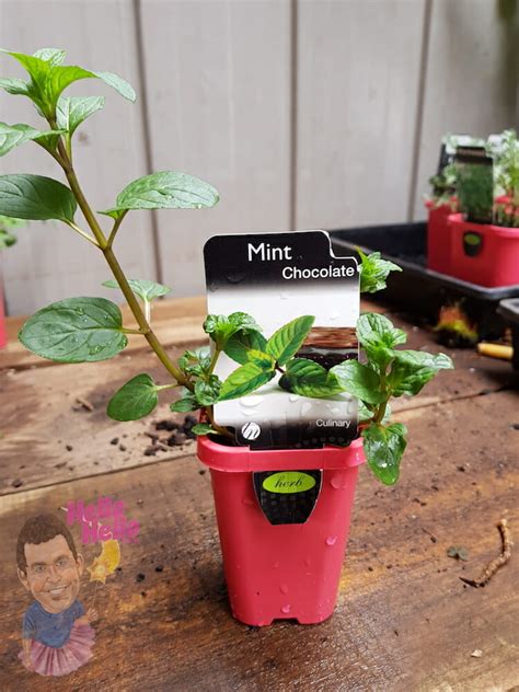 Mint Chocolate 3 Pot Hello Hello Plants And Garden Supplies