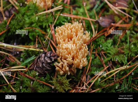 A Coral Fungi Hi Res Stock Photography And Images Alamy