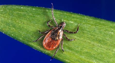 Lone Star Ticks Can Make You Allergic To Red Meat And Are Spreading Rare