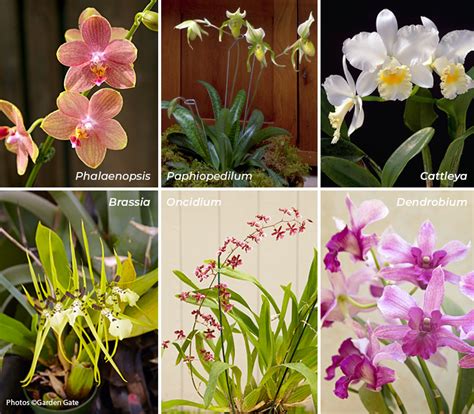 Orchid Care Tips Garden Gate
