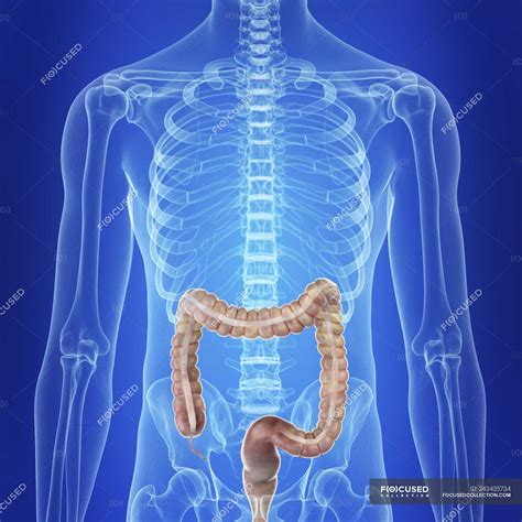 Illustration Of Human Colon In Body Silhouette — 3d Physiology