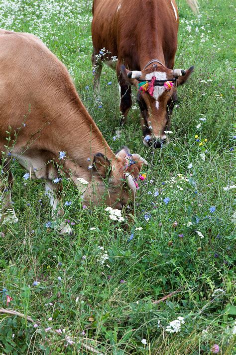 Grazing Cows On A Flower Meadow Theth License Image 71166735