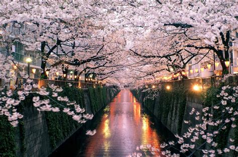 Sakura Fes Bing Wallpaper Download