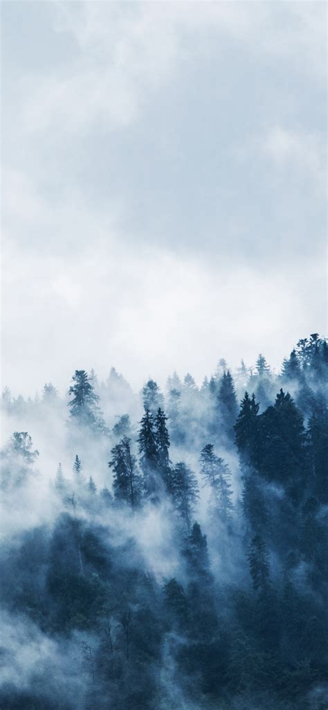 Foggy Wallpaper 4k Pine Trees Forest Cloudy Sky