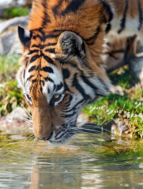 Close Up Photo Of Tiger Drinking Water · Free Stock Photo