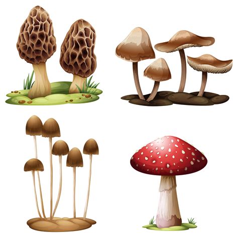 Vector Illustrations Of Mushrooms Illustration Vector Vrogue Co