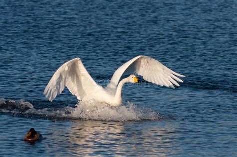 Swan Flies Over The Lake Stock Photo Image Of Ocean 166402566