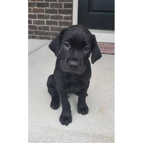 Maybe you would like to learn more about one of these? 8 weeks old black lab puppies in Indianapolis, Indiana - Puppies for Sale Near Me