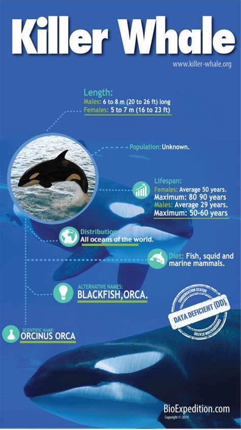 Killer Whale Infographic