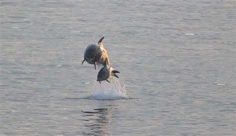 pod of bottlenose dolphins spotted off north east coast in warm waters canary