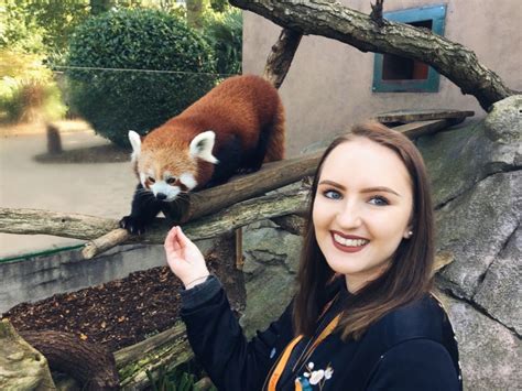 Meeting The Red Pandas At Longleat Safari Park Safari Park Red Panda